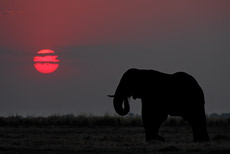 Chobe Sundowner